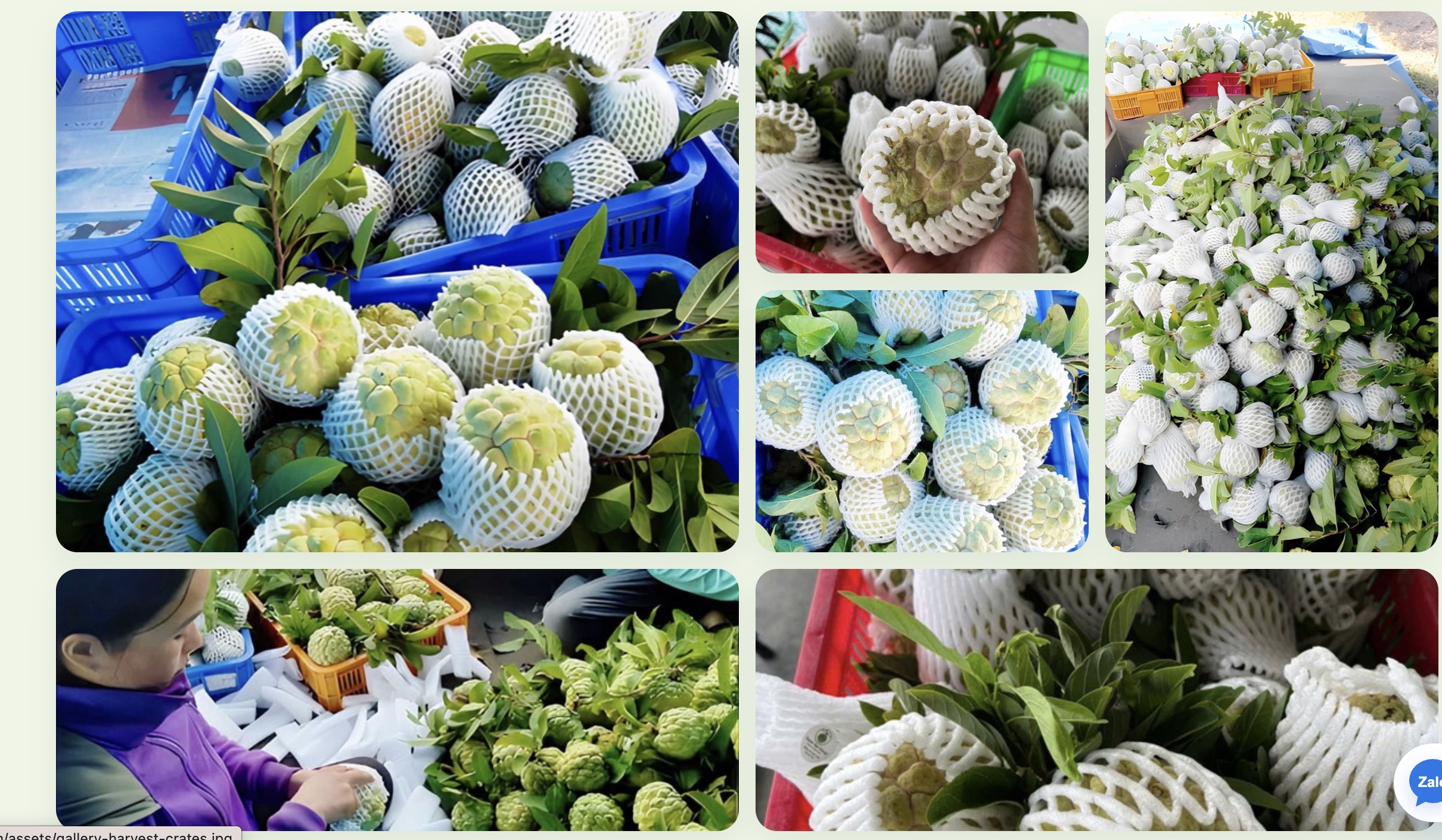 Một mùa mãng cầu từ thu hoạch đến đóng gói